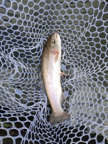 ニジマスの釣果