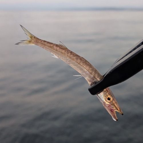 カマスの釣果