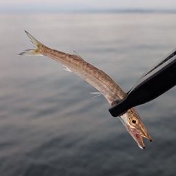 カマス