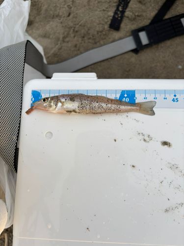 キスの釣果