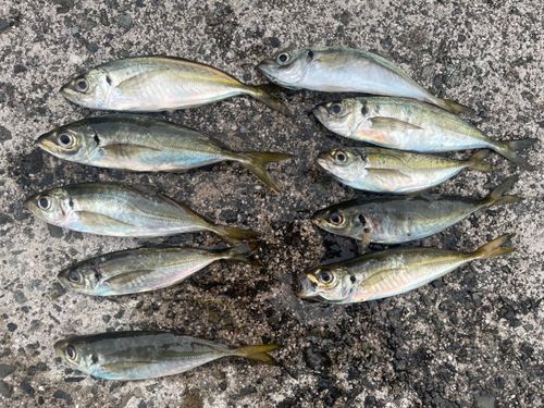 アジの釣果