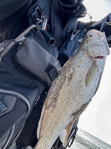 イシモチの釣果