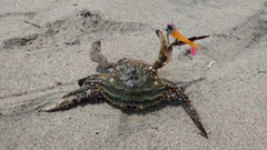 カニの釣果