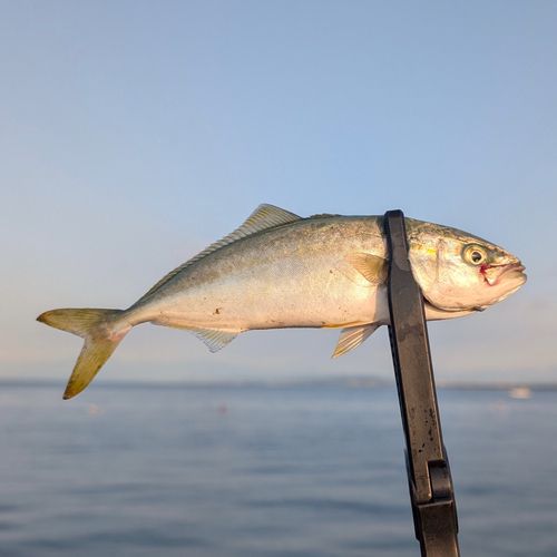 ワカシの釣果