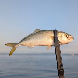 ワカシ