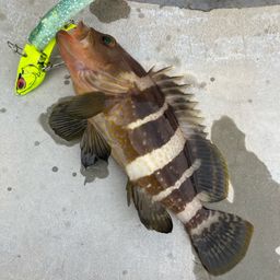 アオハタ