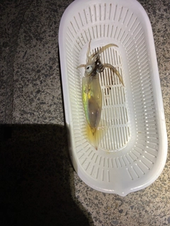 スルメイカの釣果