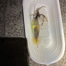 スルメイカ