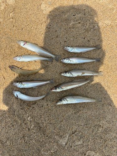 キスの釣果