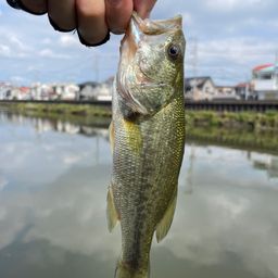 ラージマウスバス