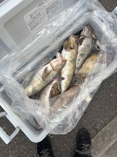 ホッケの釣果