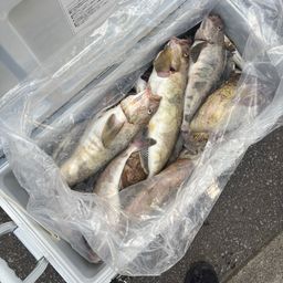 ホッケ