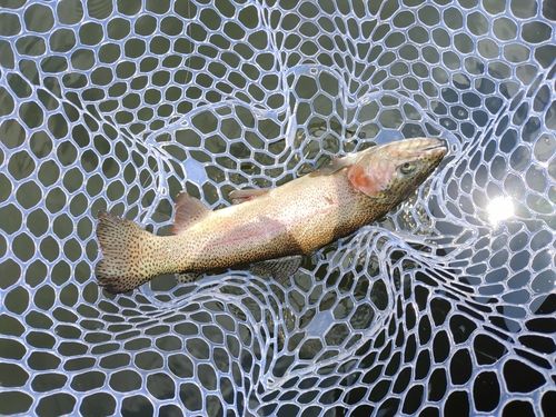 ニジマスの釣果