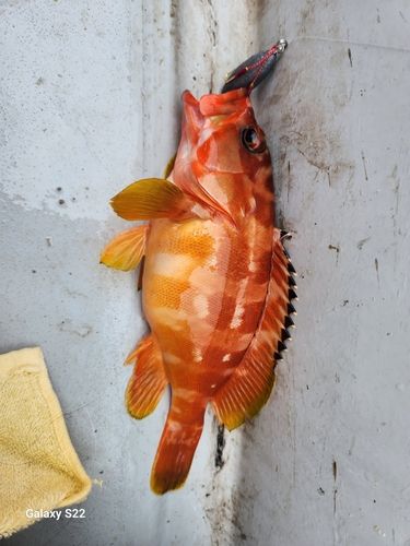 アカハタの釣果