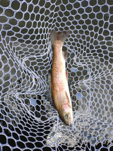 ニジマスの釣果