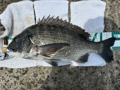 チヌの釣果