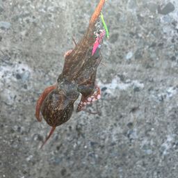 タコ