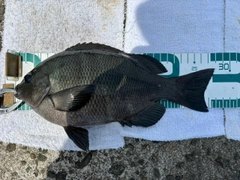 グレの釣果