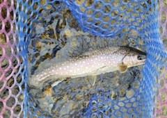 アメマスの釣果