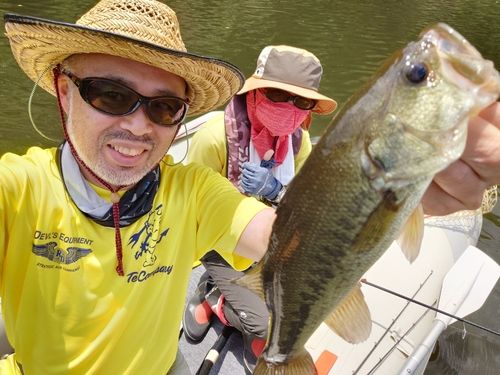 ブラックバスの釣果