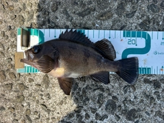 クロメバルの釣果