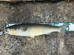 ボラの釣果