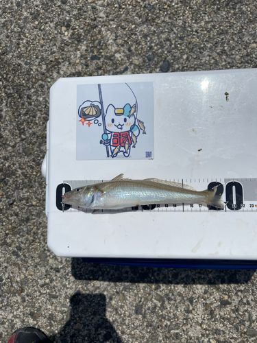 釣果