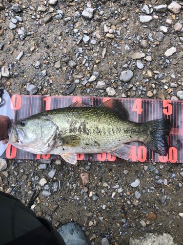 ブラックバスの釣果