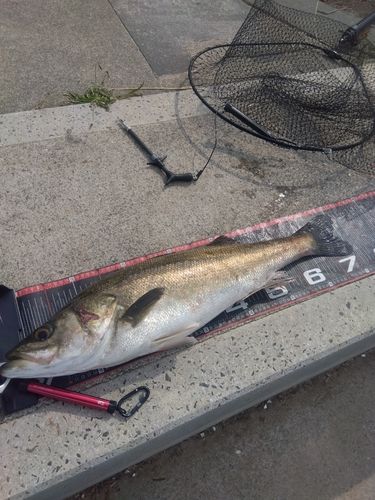 シーバスの釣果