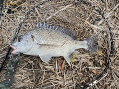 キチヌの釣果