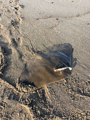ツバクロエイの釣果