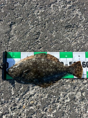 ヒラメの釣果