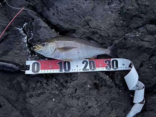 イサキの釣果