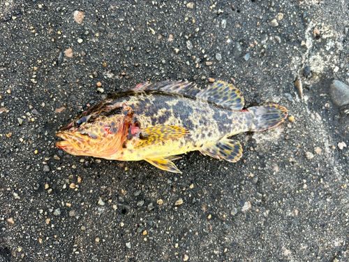 タケノコメバル