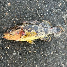 タケノコメバル