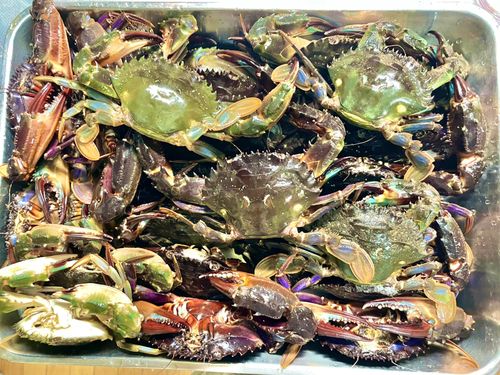 イシガニの釣果