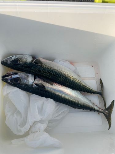 サバの釣果