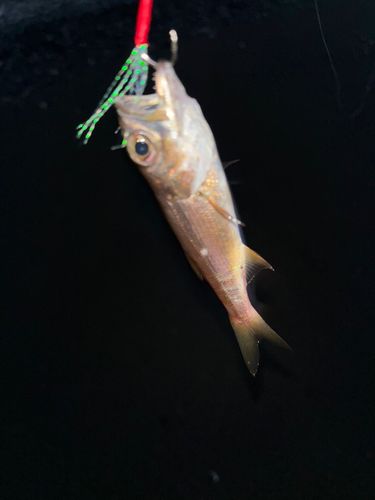 ムツの釣果