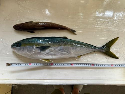 イナダの釣果