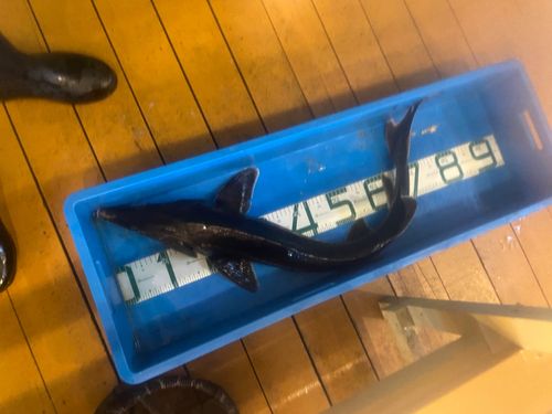 チョウザメの釣果