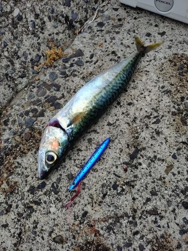 サバの釣果