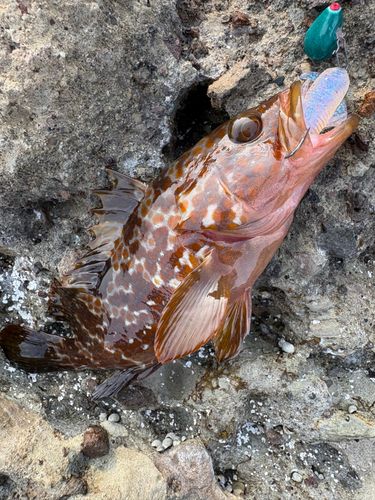 キジハタの釣果