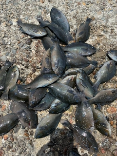 グレの釣果