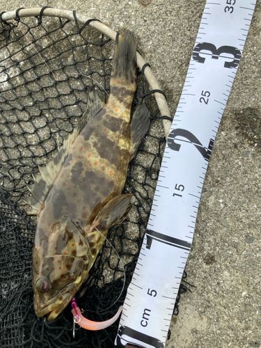 チャイロマルハタの釣果