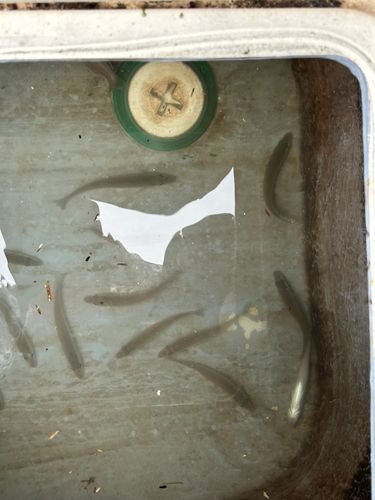 キスの釣果