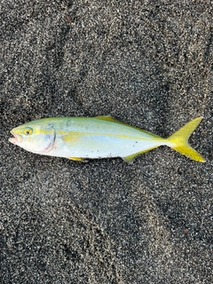 ワカシの釣果