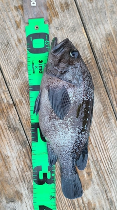 マゾイの釣果