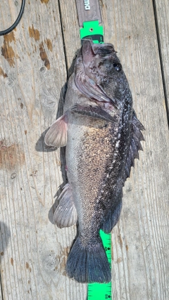クロソイの釣果