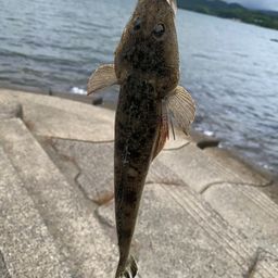マゴチ