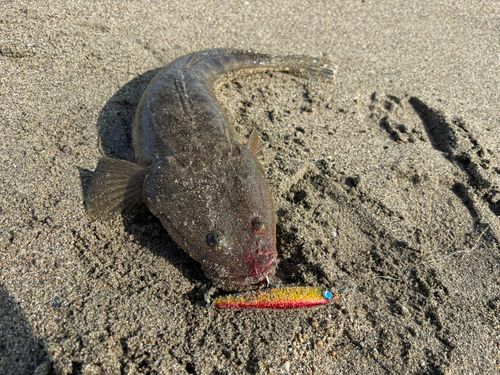 マゴチの釣果